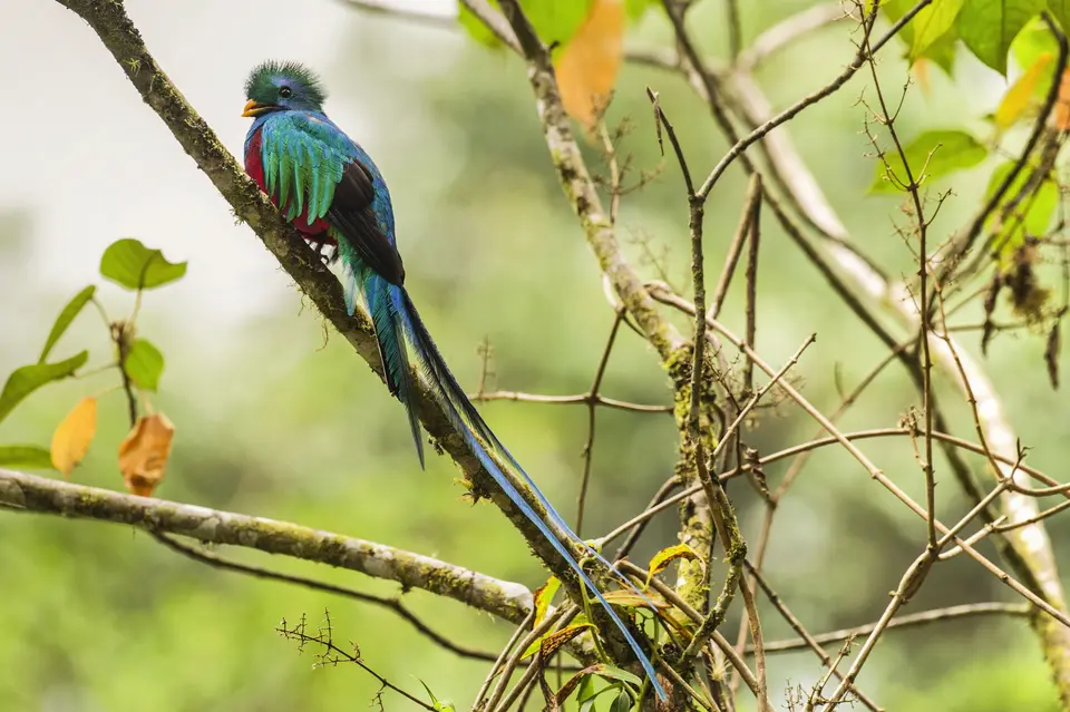 Spot de quetzal